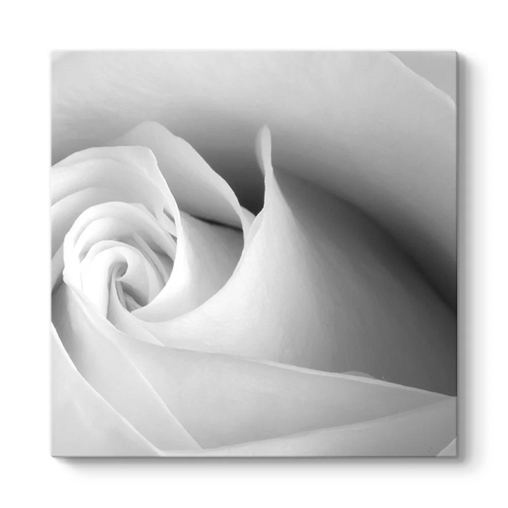 White Rose Tablosu - Model 3